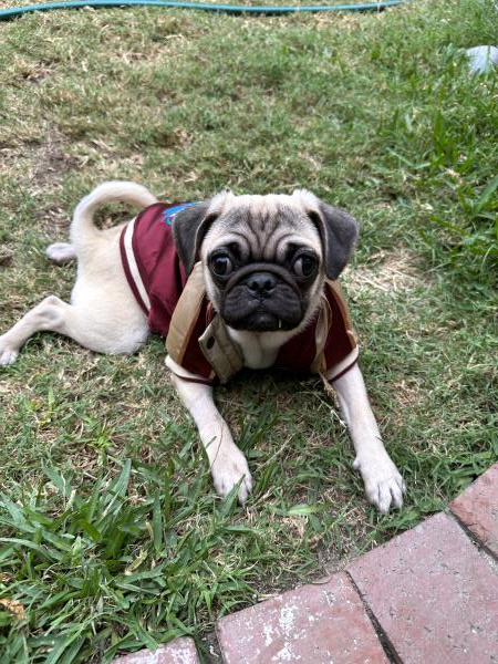 /images/uploads/pug nation rescue of los angeles/pugnation2024/entries/30775.jpg